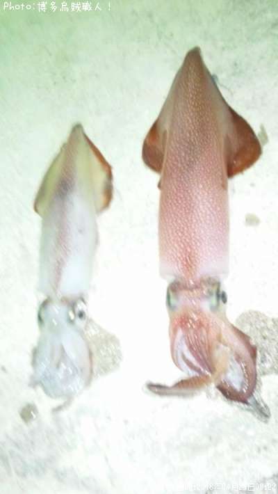 ���󥵥�����