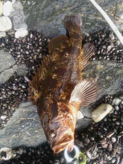 �٥å�������