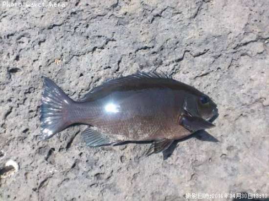 �����᥸��