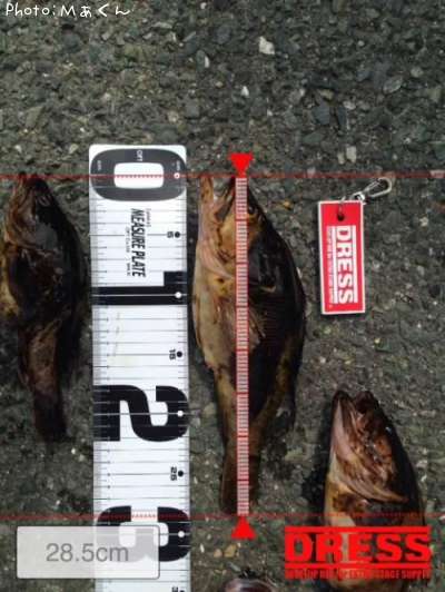 �����Τ���Х�