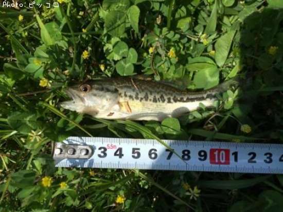 �֥�å��Х�