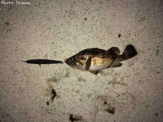 ���ӥ����ܥ���ƨ��