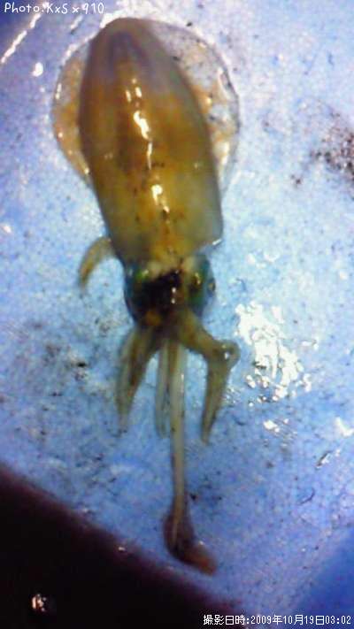 �����ꥤ��