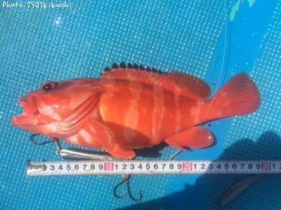 �����ϥ�