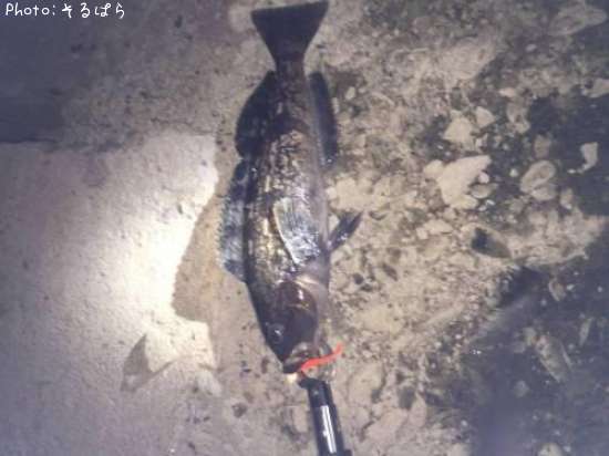 �����ʥ�