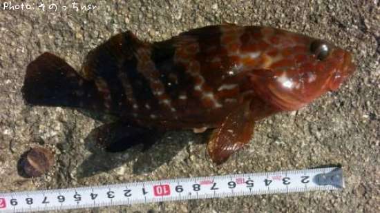 �����ϥ�