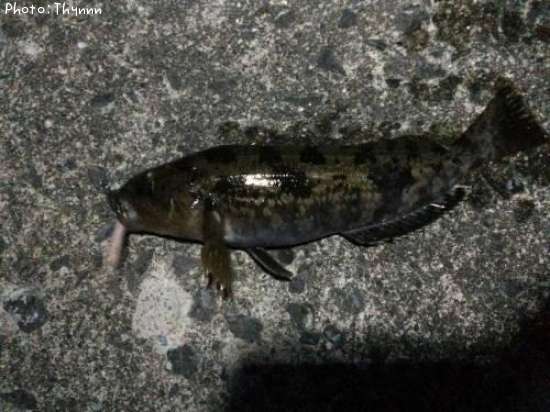 �����ʥ�