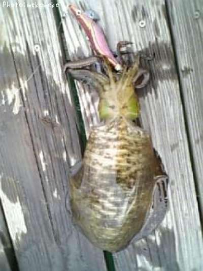 �����ꥤ��