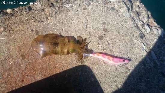 �����ꥤ��