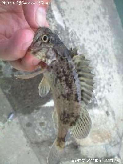 �����Υ���Х�