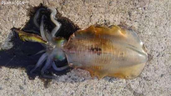 �����ꥤ��