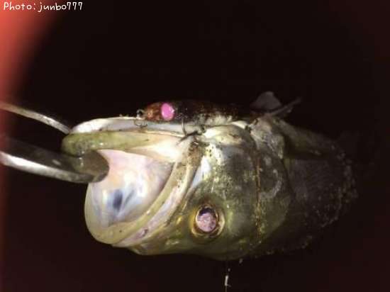 �����Х�