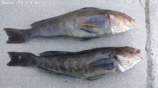 �����ʥ�