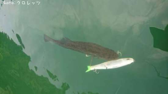 �֥�å��Х�