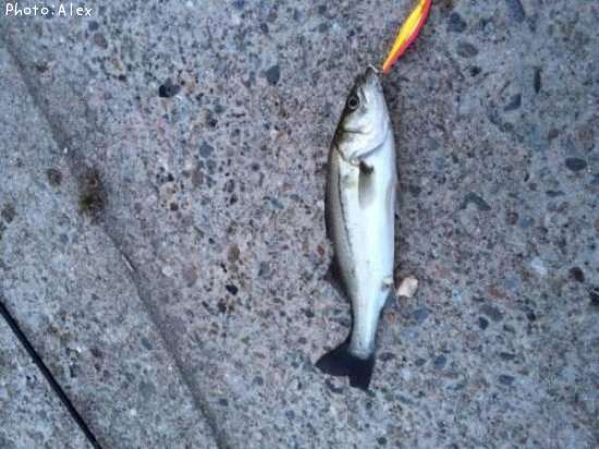 �����Х�