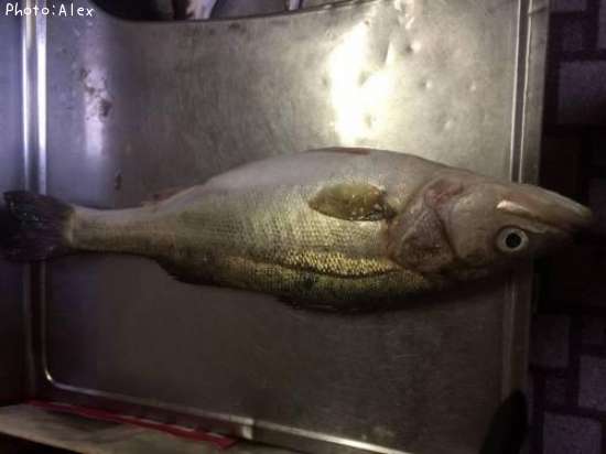 �����Х�