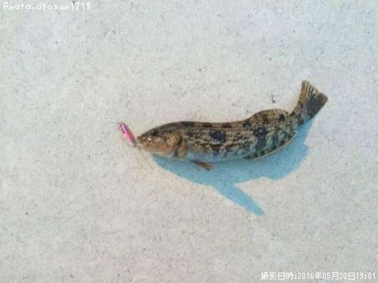 �����ʥ�