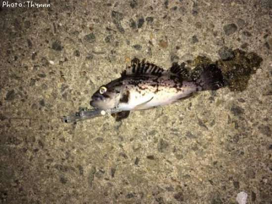 ���ӥ���