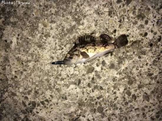 ���ӥ���