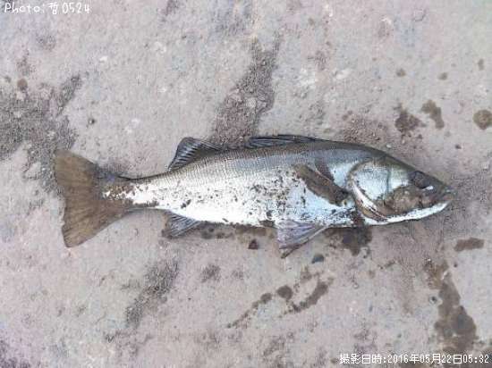 �������Х�