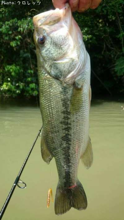 �֥�å��Х�