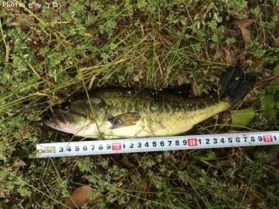 �֥�å��Х�