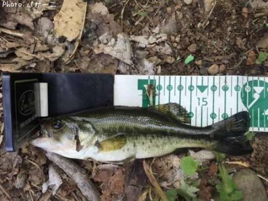 �֥�å��Х�