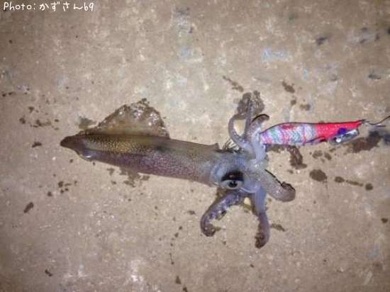 �ƥ��ӥ���