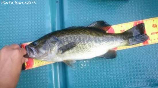 �֥�å��Х�