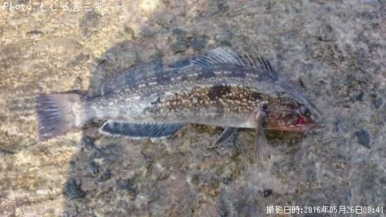 �����ʥ�