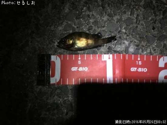 ����Х��