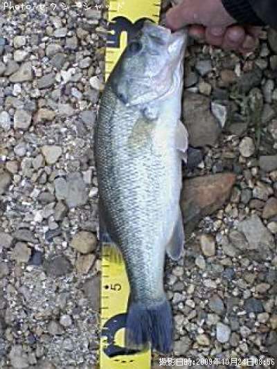 �֥�å��Х�