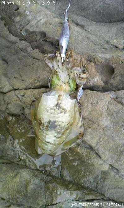 �����ꥤ��