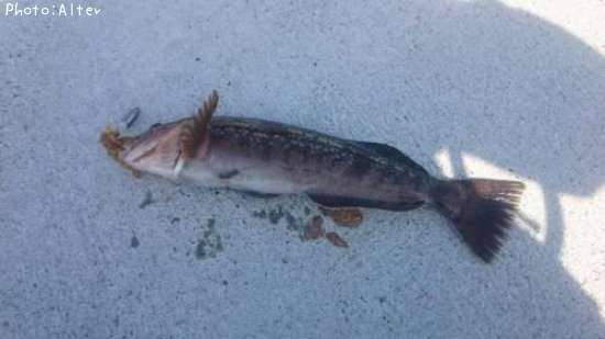 �����ʥ�