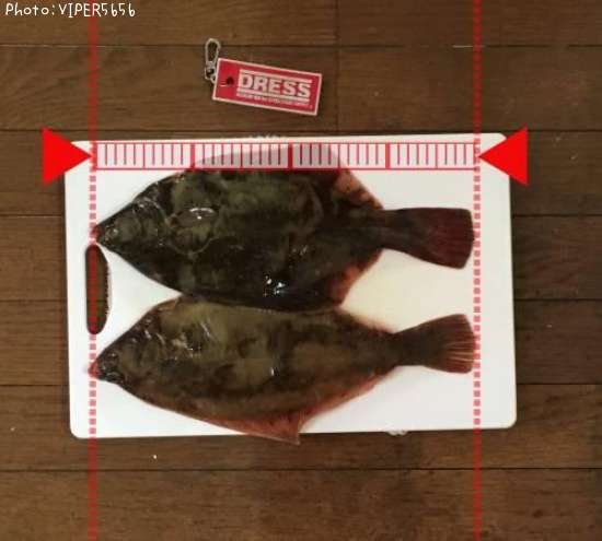 �ޥ����쥤