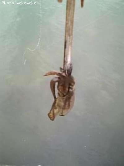 �����ꥤ��