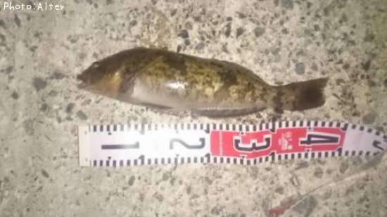 �����ʥ�