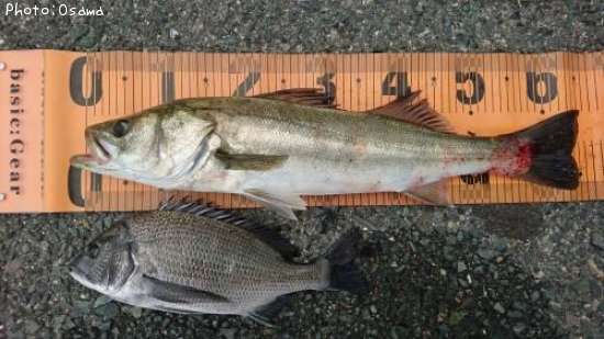 �����Х�����������