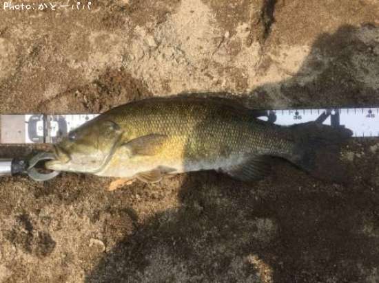 �֥�å��Х�