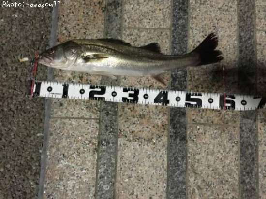 �����Х�