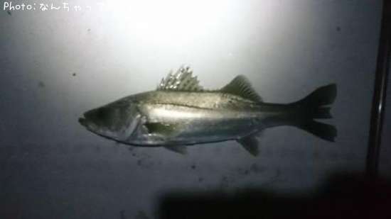 �����Х�