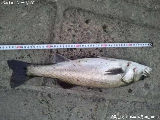 �����Х�