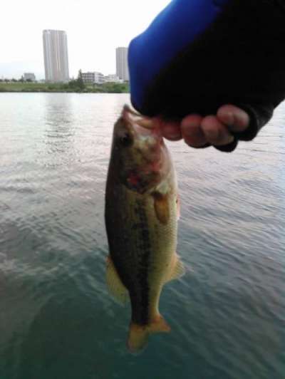 �֥�å��Х�