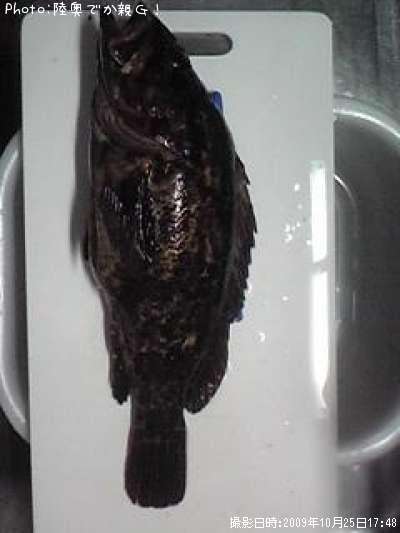 �٥å�������