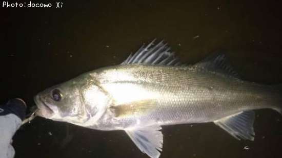 �����Х�