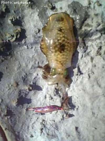 �����ꥤ��