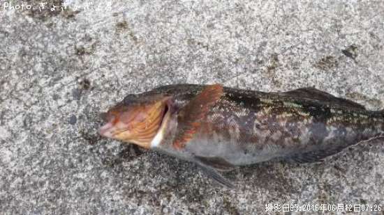 �����ʥ�