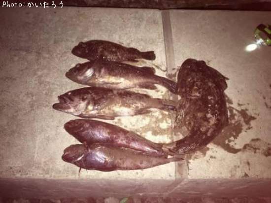 �����������ɥ󥳡�������