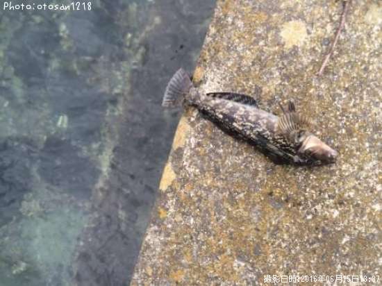 �����ʥ�