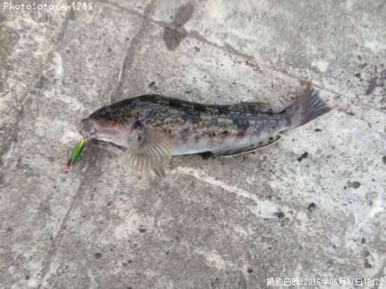 �����ʥ�